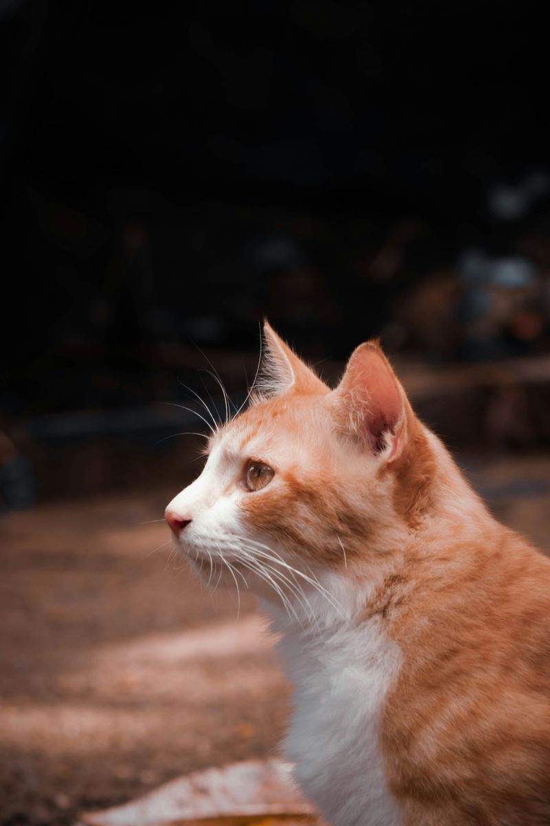 캣츠빌리지 - Image 15